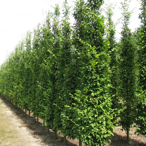 Carpinus betulus beveerd